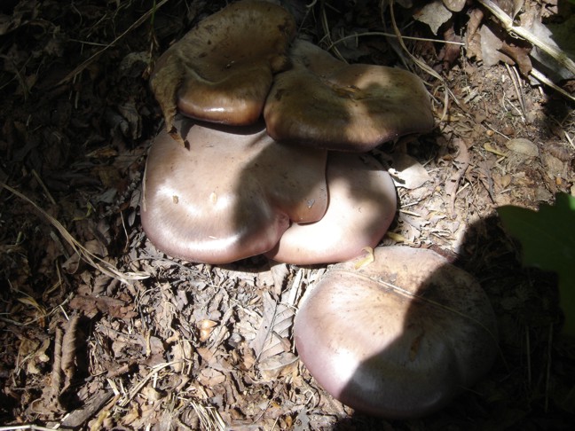 Fungo da determinare